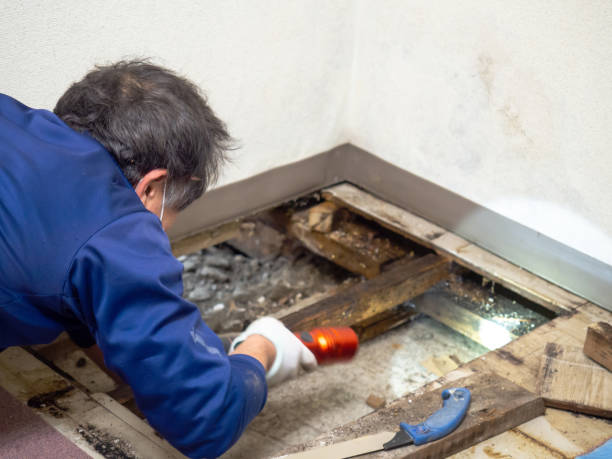 Best Post-Flood Mold Remediation in Whiteman Af, MO
