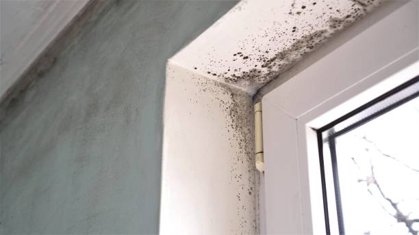 Professional Mold Remediation in Whiteman Af, MO