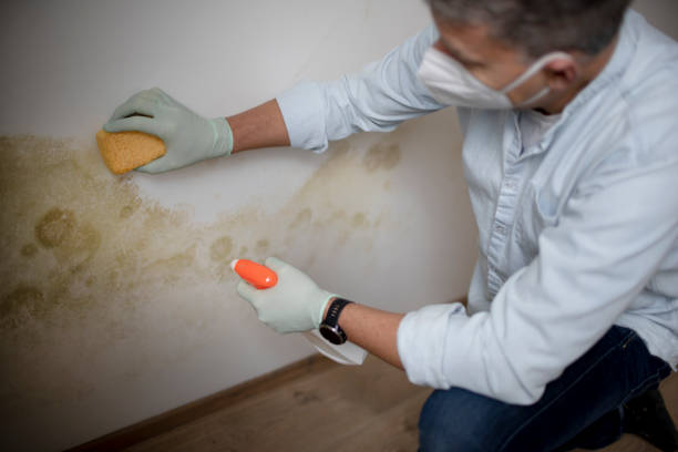 Best Industrial Mold Remediation in Whiteman Af, MO