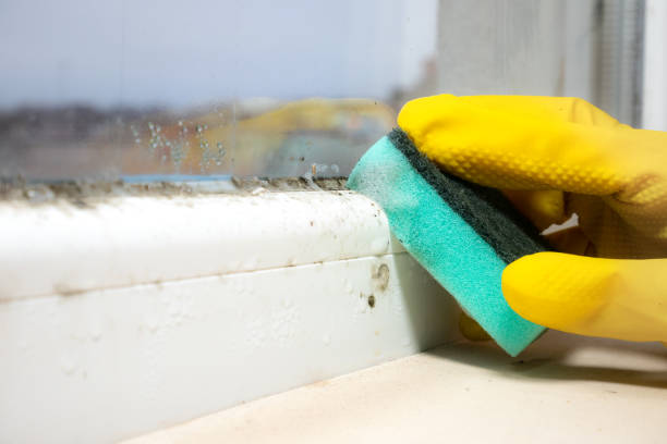 Best Insurance-Related Mold Remediation in Whiteman Af, MO