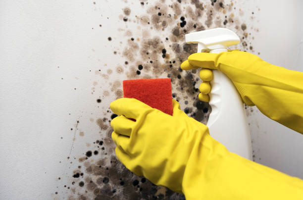 Best White Mold Remediation in Whiteman Af, MO