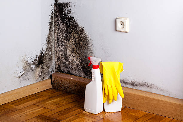 Best Attic Mold Remediation in Whiteman Af, MO