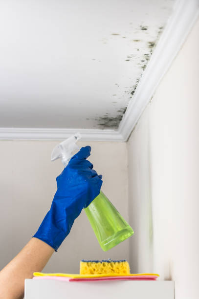 Best Kitchen Mold Remediation in Whiteman Af, MO
