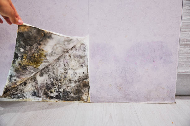 Best DIY Mold Remediation Support Services in Whiteman Af, MO